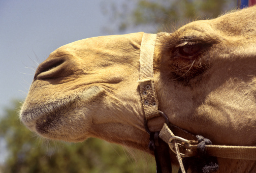 Close up camel's head