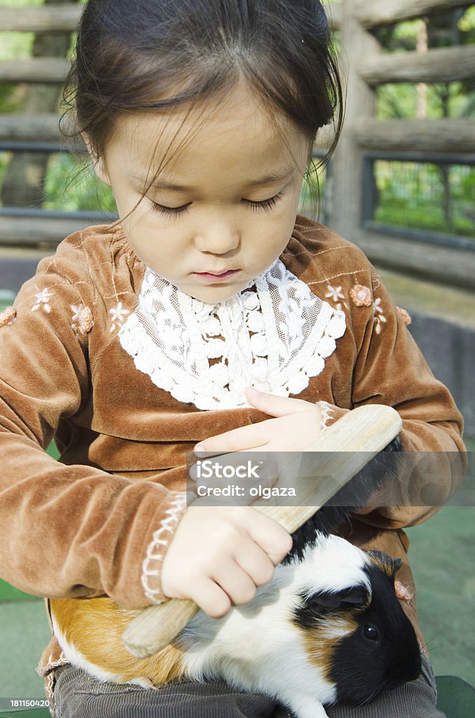 Niña cuidado de og conejillo de Indias - Foto de stock de 6-7 años libre de derechos