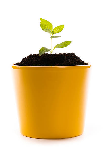 istock growing plant in pot 181150462