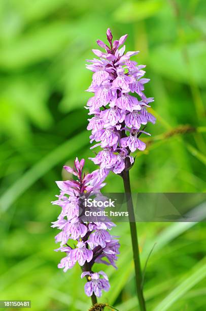 Heath Spotted Orchid - zdjęcia stockowe i więcej obrazów Kukułka plamista - Kukułka plamista, Bez ludzi, Bliskie zbliżenie