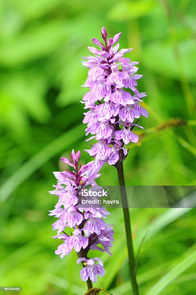 Satirião-malhado (dactylorhiza maculata) - Royalty-free Satirião-malhado Foto de stock