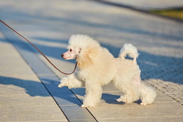 istock A white poodle puppy, a high-class thoroughbred dog. 1811505496