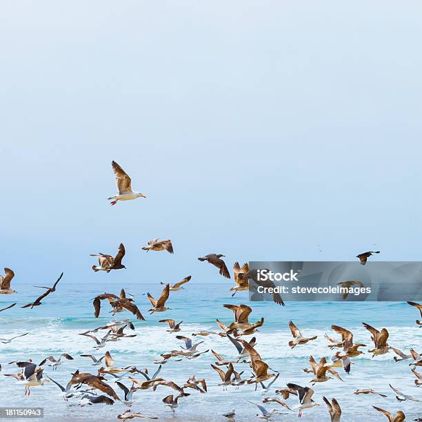 Gaivotas - Fotografias de stock e mais imagens de Animal - Animal, Animal selvagem, Ao Ar Livre