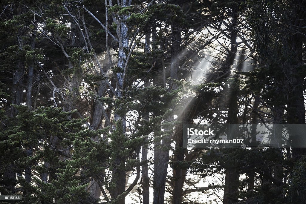 Sunbeams attraverso la foresta nella nebbia. - Foto stock royalty-free di Acqua