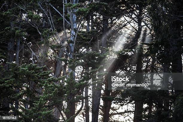 Sunbeams Przez Las Mgła - zdjęcia stockowe i więcej obrazów Bez ludzi - Bez ludzi, Bóg, Cień