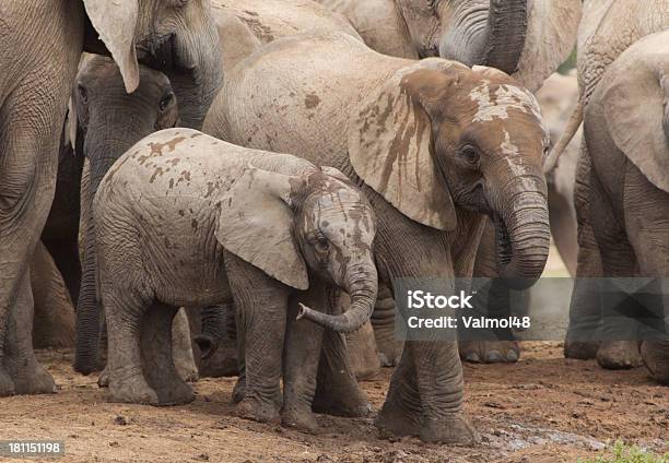 象 - アドのストックフォトや画像を多数ご用意 - アド, アフリカゾウ, サファリ動物