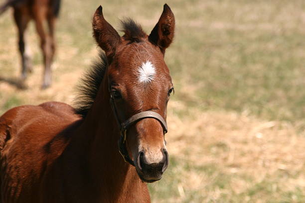 Cute Pony stock photo