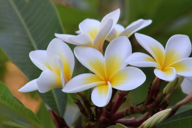 istock Plumeria Flowers 1811512282