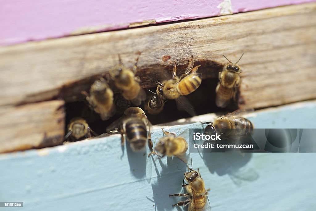 Bees - Foto de stock de Abeja libre de derechos