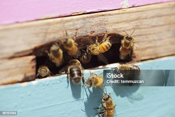 Bees Foto de stock y más banco de imágenes de Abeja - Abeja, Actividad, Aire libre