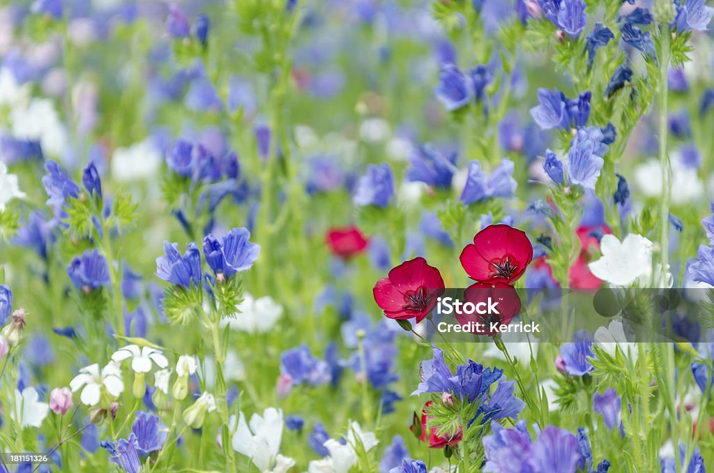 Bunte Wiese mit Wildblumen im Sommer - Lizenzfrei Baumblüte Stock-Foto