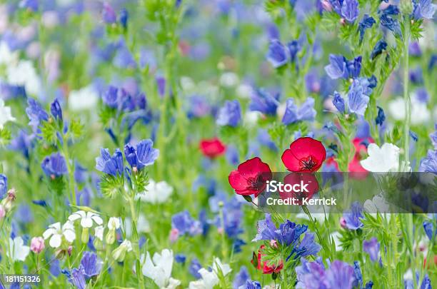 Bunte Wiese Mit Wildblumen Im Sommer Stockfoto und mehr Bilder von Baumblüte - Baumblüte, Blume, Bunt - Farbton