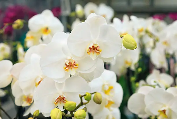 Beatiful white orchids in a flower shop.
