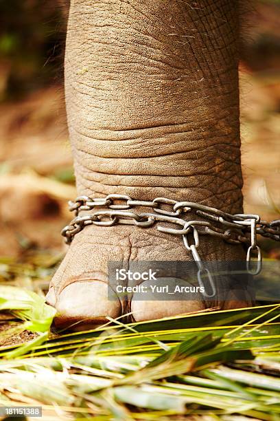 La Maledizione In Cattività - Fotografie stock e altre immagini di Animale selvatico - Animale selvatico, Astratto, Catena