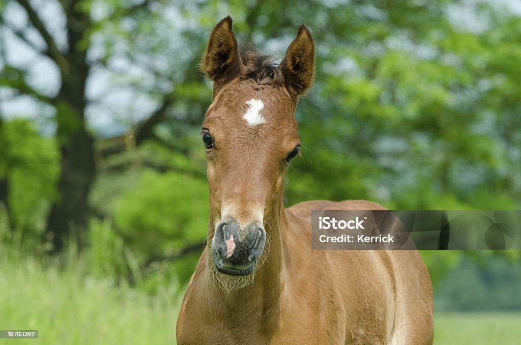 Asil Cavalo árabe retrato do Potro - Royalty-free Animal Foto de stock