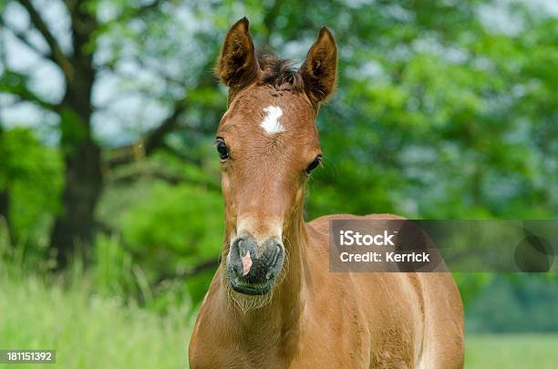 Asil Cavalo Árabe Retrato Do Potro - Fotografias de stock e mais imagens de Animal - Animal, Animal Doméstico, Animal de Estimação