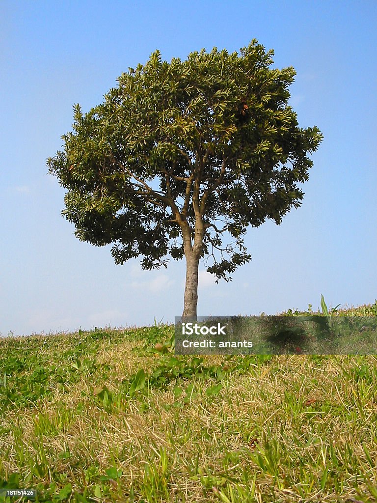 나무 on the hill) - 로열티 프리 가벼운 스톡 사진