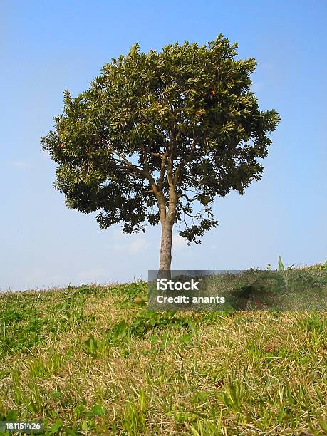 Tree On The Hill Stock Photo - Download Image Now - Agricultural Field, Art, Art And Craft