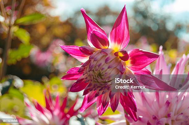 Bunte Dahlie Im Sonnenlicht Stockfoto und mehr Bilder von Baumblüte - Baumblüte, Blume, Blumenbeet