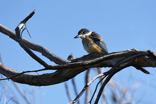 The sacred kingfisher feeds on a wide variety of invertebrates (particularly insects and spiders), small crustaceans, fish (infrequently), frogs, small rodents and reptiles, and there are a few reports of them eating finches and other small birds.