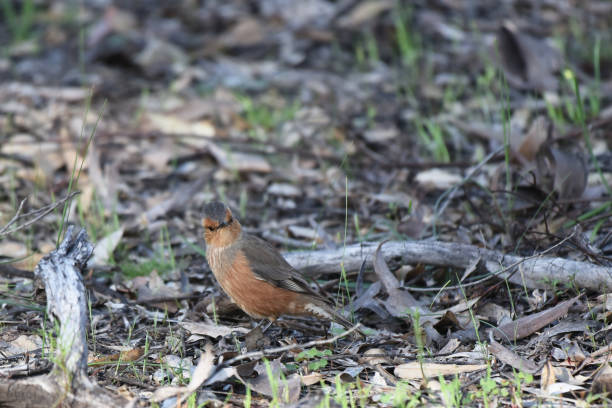 istock The Rufous treecreeper (Climacteris rufus) is endemic to Australia 1811514636