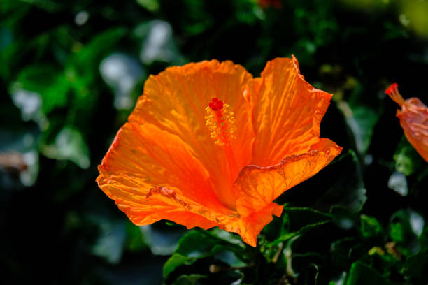 istock Colourful blossom in the sun, close-up. 1811514707