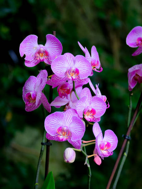 istock Colourful blossom in the sun, close-up. 1811514754