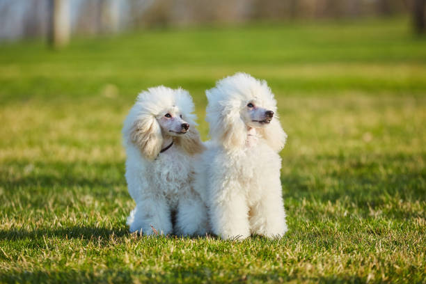 istock Two white poodle puppies, a high-class thoroughbred dog. 1811514774