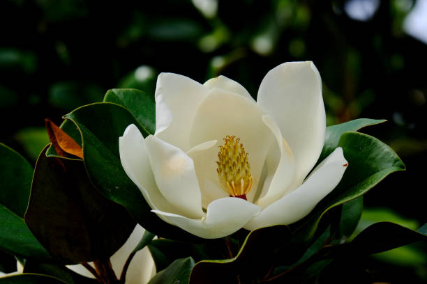 istock Colourful blossom in the sun, close-up. 1811514802