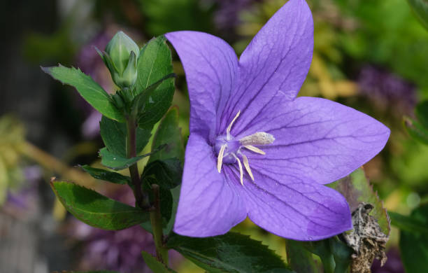 istock Colourful blossom in the sun, close-up. 1811515069