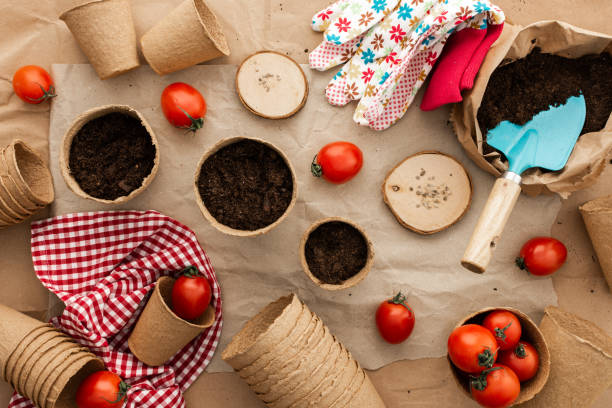 istock Planting tomato seeds for seedlings 1811515070