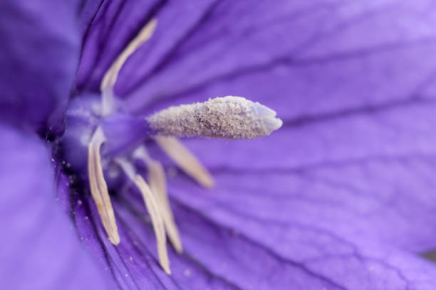 Close-up of a flower in bloom in summer. Colourful, bright and bee-friendly in the gardens and fields of Bavaria.