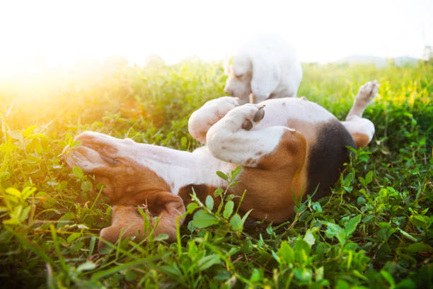istock A cute beagle lying on its back  in grass field  selective focus ,shallow depth of field. 1811515464