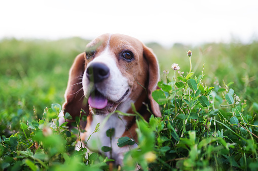 Head shot ,close-up on face a cute beagle dog lying on the grass field,shooting with a shallow depth of field.