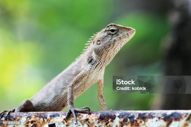 Grey Lizards On Rusty Iron Stock Photo - Download Image Now - Agama Family, Animal, Animal Body Part