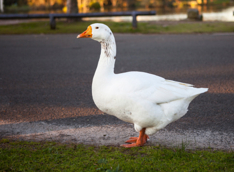 White Goose wandering along the side of a quiet road.