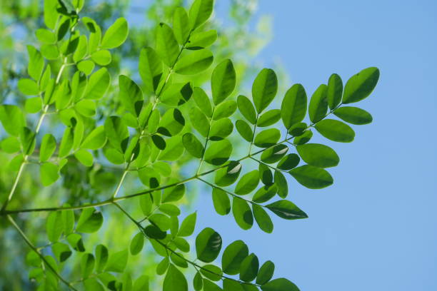 istock Moringa oleifera, moringa leaves, beautiful moringa leaves on the tree.Macro selective focus with natural background. 1811516564
