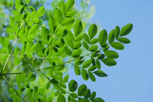 Moringa oleifera, moringa leaves, beautiful moringa leaves on the tree.Macro selective focus with natural background.