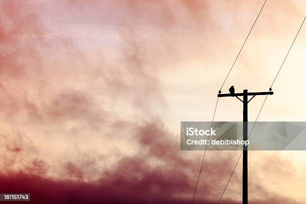 Vögel Auf Draht Stockfoto und mehr Bilder von Bedeckter Himmel - Bedeckter Himmel, Einzelnes Tier, Farbbild