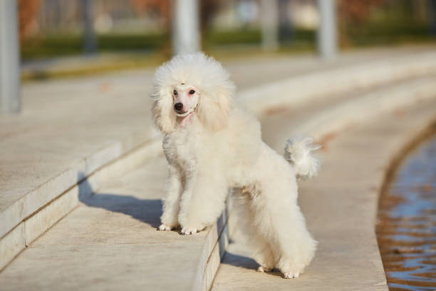istock A white poodle puppy, a high-class thoroughbred dog. 1811517668