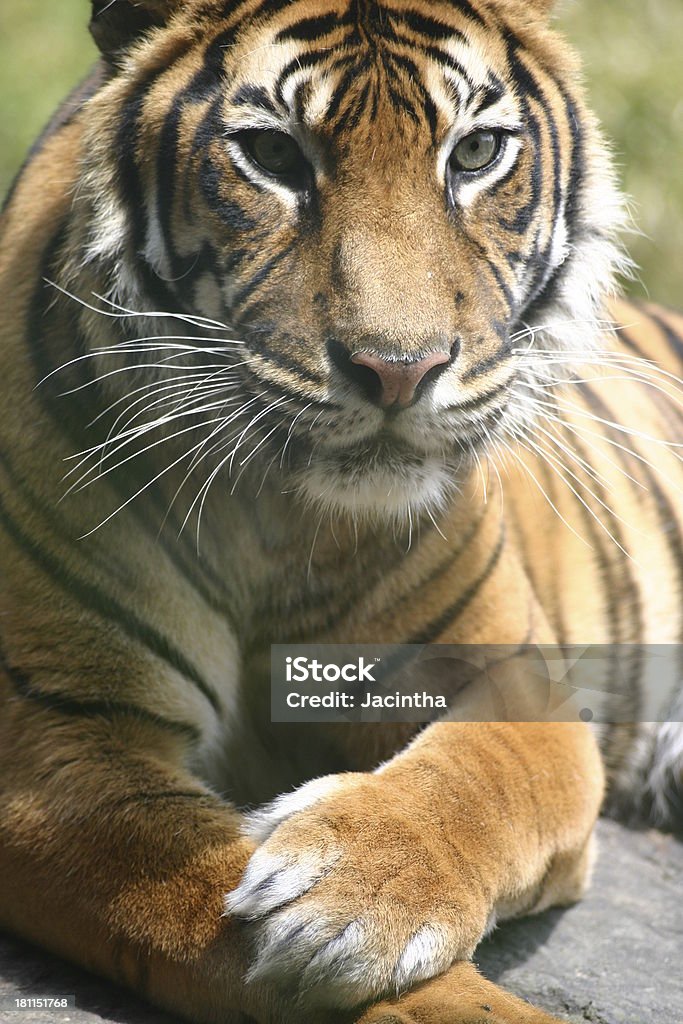 Крупным планом тигра II - Стоковые фото Азия роялти-фри