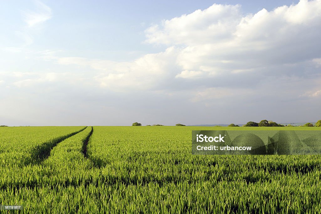 Les cultures - Photo de Champ libre de droits