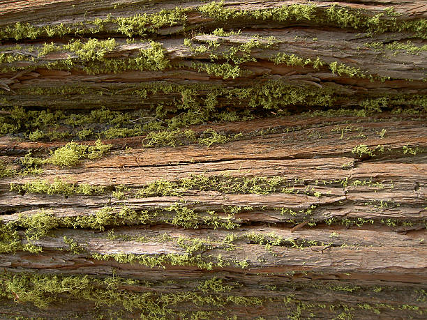 Bark with Moss stock photo