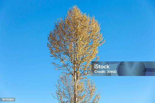 Herbst Baum Stockfoto und mehr Bilder von Abstrakt - Abstrakt, Ast - Pflanzenbestandteil, Baum