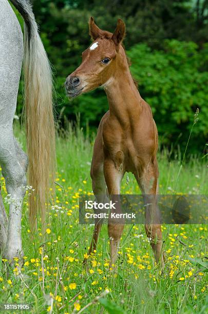 Asil De Caballos Árabes Muy Orgullosos De Potro Foto de stock y más banco de imágenes de Actividad - Actividad, Actuación - Representación, Aire libre