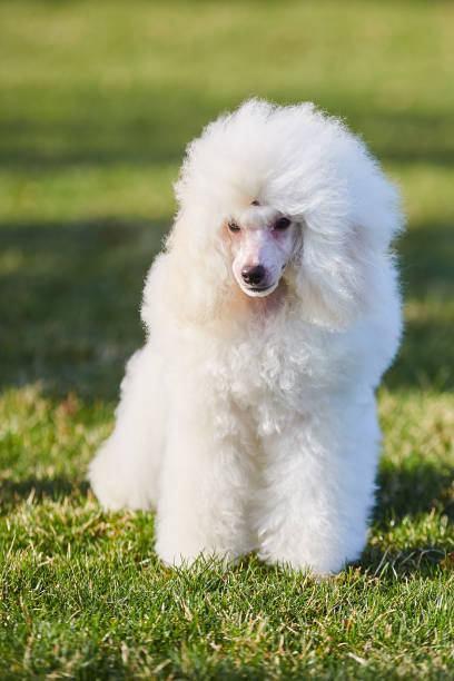istock A white poodle puppy, a high-class thoroughbred dog. 1811519348