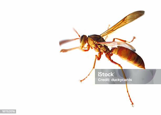 Foto de Vespaamarela e mais fotos de stock de Amarelo - Amarelo, Animal, Asa animal