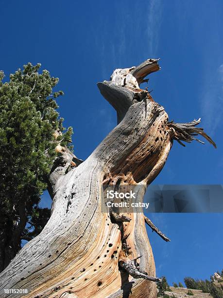 Albero Del Drago - Fotografie stock e altre immagini di Albero - Albero, Arto umano, Bizzarro