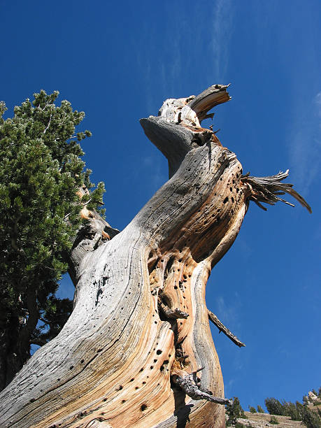 Dragon Tree stock photo
