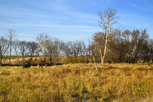 Wetlands along a stream and meadow having undergone streambank restoration and stabilization on a late sunny autumn day.